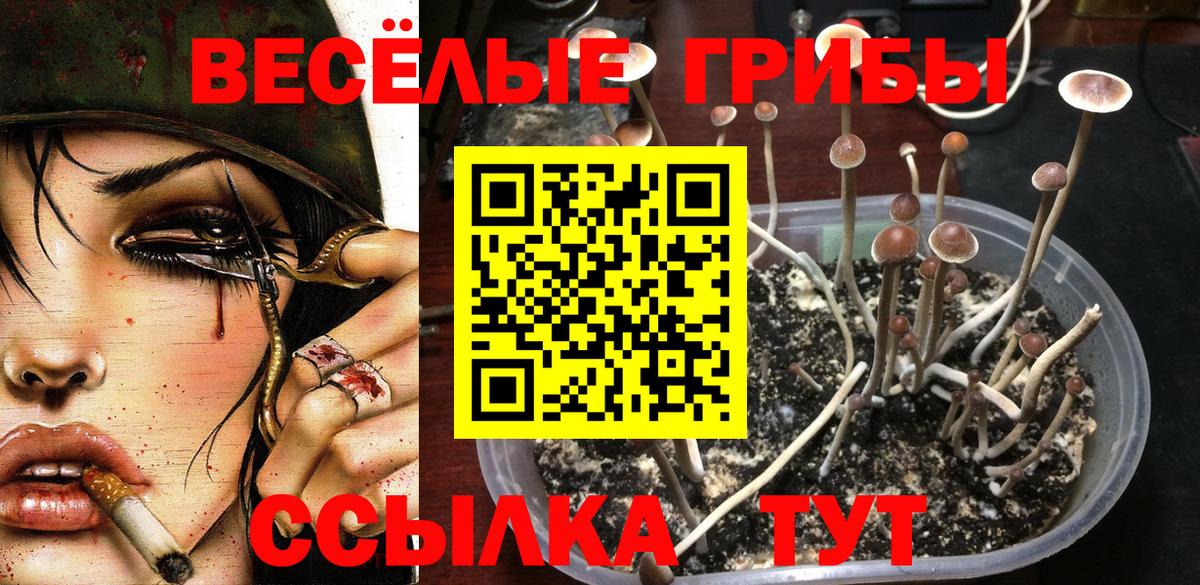 Псилоцибиновые грибы Psilocybine cubensis  Вход с VPN  Таганрог 